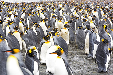 King Penguins at Gold Harbour, South Georgia, Southern Ocean.