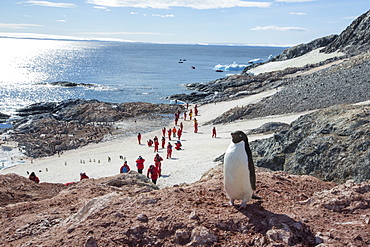 Adelie Penguins, Pygoscelis adeliae at Madder Cliffs, Suspiros Bay, with tourists from an expedition cruise, at the west end of Joinville Island, Antarctica.