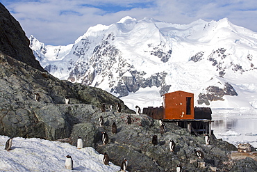 Gentoo Penguins at the Argentine antarctic research station in stunning coastal scenery beneath Mount Walker in Paradise Bay off Graham Land on the Antarctic Peninsular. the Peninsular is one of the most rapidly warming places on the planet.