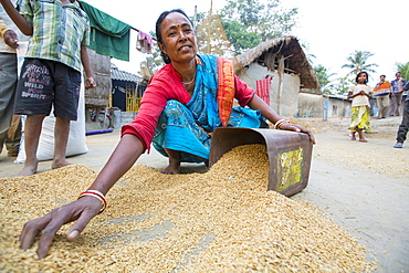 Villagers in a remote subsistence farming village on an island in the Sunderbans, the Ganges Delta in Eastern India that is very vulnerable to sea level rise, gather in the rice crop after drying.