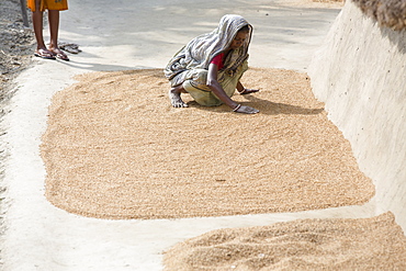 Villagers in a remote subsistence farming village on an island in the Sunderbans, the Ganges Delta in Eastern India that is very vulnerable to sea level rise, gather in the rice crop after drying.