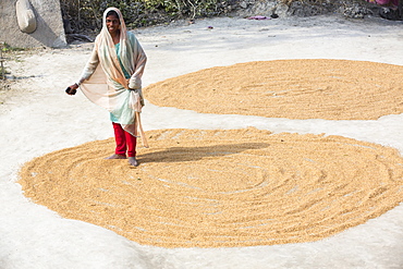 A woman drying her rice crop in the Sunderbans, Ganges, Delta, India, the area is very low lying and vulnerable to sea level rise.