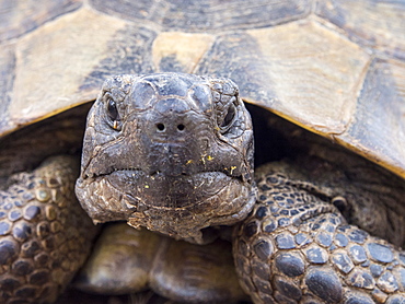 A Marginated Tortoise (Testudo marginata) on Lesvos, Greece.