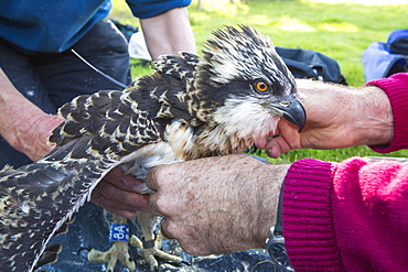 On Friday 11th July 2014, the Young Ospreys that nest on Bassenthwaite in the Lake District National Park, Cumbria, UK, are ringed and fitted with a satelite tracker. they are ringed by Pete Davis, a licensed bird ringer, and the satelite tracker is fitred by Roy Dennis. Roy is theonly person in the UK, licensed to fit satelite trackers to birds of prey. The tracing is part of the Bassenthwaite Osprey project, to see whereabouts in Africa the young migrate to, before returning hopefully to the UK to nest.Ospreys recolonized the Lake district in 2001, after an absence ovf over 150 years. In the last fourteen years of breeding over half a million people have visited the project to view these spectacular fish eating birds.