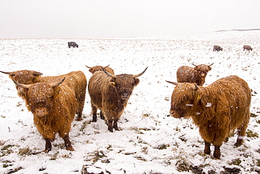 Highland cattleon the moors above Settle in the Yorkshire Dales National Park, UK.