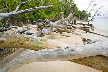 Trees knocked down by undercutting coastal erosion caused by global warming induced sea level rise on Tepuka island off Funafuti Atoll, Tuvalu, Pacific