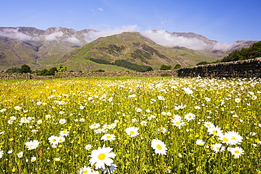 Traditional hay meadows at the head of the Langdale valley, Lake District, UK, are some of the best wild flower hay meadows left in the country. Since the second world war, Britian has lost over 95% of its traditional hay meadows, as farmers have converted to silage.