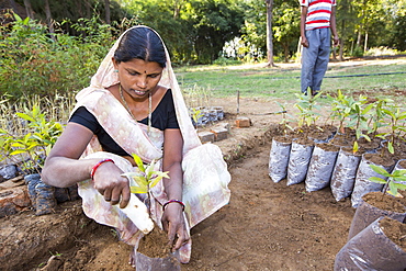 The Muni Seva Ashram in Goraj, near Vadodara, India, is a tranquil haven of humanitarian care. The Ashram is hugely sustainable, next year it will be completely carbon neutral. Its first solar panels were installed in 1984, long before climate change was on anyones agenda. Their energy is provided from solar panels, and wood grown on the estate. Waste food and animal manure is turned inot biogas to run the estates cars and also used for cooking. Solar cookers are also used, and the air conditioning for the hospital is solar run. 70 % of the food used is grown on the estate. They provide an orphanage, schools for all ages, vocational training, care for the elderly, a specialist cancer hospital withstate of the art machinary, and even have a solar crematorium. This shot shows a woman planting trees for onward growth in the Ashrams forests.