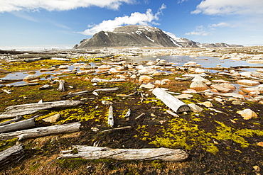 Drift wood from Siberian forests washed up on the shore at Smeerenburg (79¬844‚Äôn 011¬804‚Äôe) on northern Svalbard.