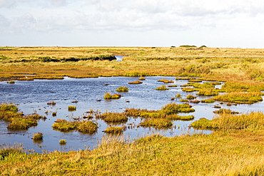 Saltmarsh in Cley on the North Norfolk coast, UK.