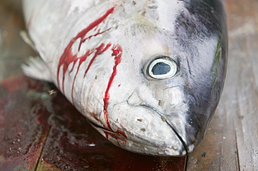 A large yellow fin tuna caught by Tuvaluan fishermen off Funafuti Atoll, Tuvalu, Pacific