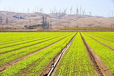 Crops being irrigated below the Tehachapi Pass wind farm, the first large scale wind farm area developed in the US, California, USA.