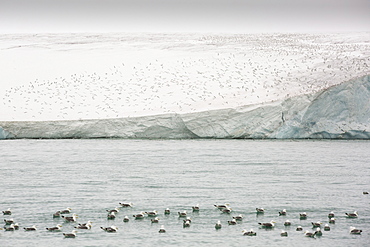 Black Legged Kittiwake (Rissa tridactyla) standing on a glacier in Svalbard in the high Arctic.