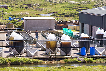 An Oyster farm on South Walney Island, Cumbria, UK.