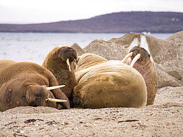 Walrus (Odobenus rosmarus) off a beach in northern Svalbard, once hunted to near extinction they are now recovering, only to be affected by climate change which reduces the sea ice they like to haul out on.