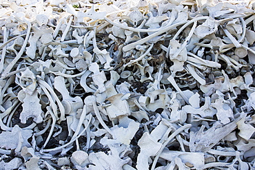 Remains of Beluga Whales (Delphinapterus leucas) at Bourbonhamna (77¬8 33‚Äôn 15¬8 00‚Äôe) in Van Mijenfjorden, Spitzebergen; Svalbard. This stark reminder of humanity hunted whales to near extinction contains the raimains of over 100 Beluga's