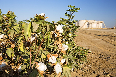 A fracking site being fracked near Wasco in California's Central Valley, USA, next to a farmers Cotton crop. Fracking for natural gas and oil, has reduced energy prices in the US, but fracking is a water hungry industry, that competes directly with the agricultural sector for water. After a 4 year long drought water is running out.  Fracking also contaminates ground water supplies from all the chemicals that are pumped underground to frack the fossil fuel bearing rocks.