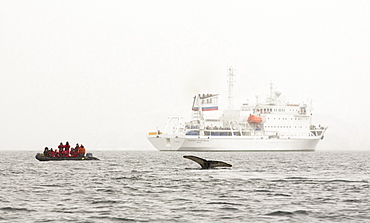 Humpback Whales (Megaptera novaeangliae) feeding on Krill in Wilhelmena Bay, Antarctic Peninsular. The whales migrate here in the summer to feed on the Krill. Krill numbers have declined by over 50%. They feed on algae that grows on the underside of sea ice, As the sea ice melts, both algae and krill decline. An expedition cruise ship in the background