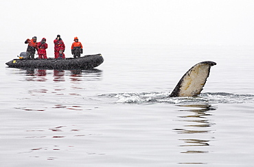 Humpback Whales (Megaptera novaeangliae) feeding on Krill in Wilhelmena Bay, Antarctic Peninsular. With passengers from an expedition crusie in Zodiaks. The whales migrate here in the summer to feed on the Krill. Krill numbers have declined by over 50%. They feed on algae that grows on the underside of sea ice, As the sea ice melts, both algae and krill decline.