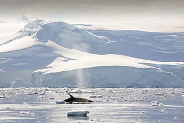 Minke Whales(Balaenoptera acutorostrata) feeding in the Gerlache Strait separating the Palmer Archipelago from the Antarctic Peninsular off Anvers Island. The Antartic Peninsular is one of the fastest warming areas of the planet.