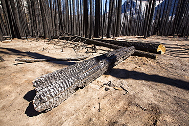 A forest fire destroys an area of forest in the Little Yosemite Valley in the Yosemite National Park, California, USA. Following four years of unprecedented drought, wildfires are becoming increasingly common. This fire was started by a lightening strike.