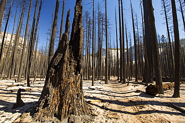 A forest fire destroys an area of forest in the Little Yosemite Valley in the Yosemite National Park, California, USA. Following four years of unprecedented drought, wildfires are becoming increasingly common. This fire was started by a lightening strike.