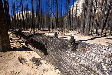 A forest fire destroys an area of forest in the Little Yosemite Valley in the Yosemite National Park, California, USA. Following four years of unprecedented drought, wildfires are becoming increasingly common. This fire was started by a lightening strike.