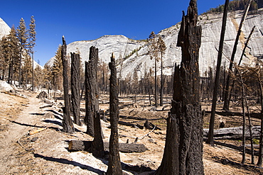 A forest fire destroys an area of forest in the Little Yosemite Valley in the Yosemite National Park, California, USA. Following four years of unprecedented drought, wildfires are becoming increasingly common. This fire was started by a lightening strike.