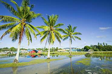 Sea water incursion onto Funafuti Atoll the main island, as global warming induced sea level rise threatens to flood these low lying islands, Funafuti, Tuvalu, Pacific