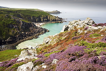 Heather and Gorse flowering on the cliff tops at Zennor in Cornwall, UK, looking down on Pendour Cove.