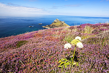 Heather blooming infront of Gurnards Head on Cornwall's North Coast, UK.