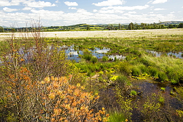 Foulshaw nature reserve, a lowland raised bog in South Cumbria, UK, planted by the forestry commission, years ago, it is now being restored to its former condition.