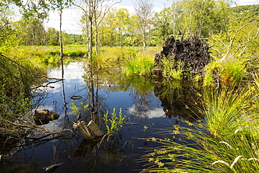 Foulshaw nature reserve, a lowland raised bog in South Cumbria, UK, planted by the forestry commission, years ago, it is now being restored to its former condition.