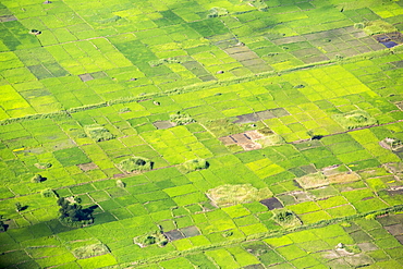 Looking down on rice crops in the lower Shire Valley, Malawi, Africa.