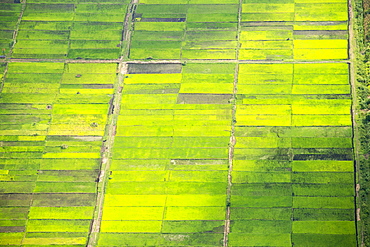 Looking down from the air onto rice paddies in the Shire Valley, Malawi, Africa.