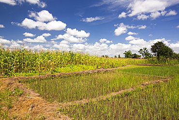 Maize crops and rice in Malawi, Africa.