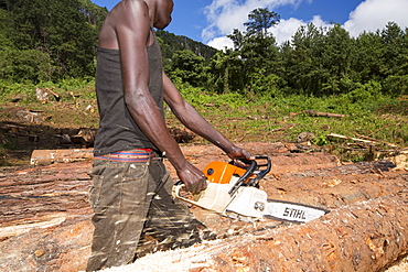 Malawi is one of the poorest countries in the world, it has been heavily deforested. The deforestation has been to clear land for an expanding population to have access to land to grow subsistence crops and also to make charcoal, which is the main cooking fuel in Malawi. This shot shows a logging camp on the Zomba Plateau.