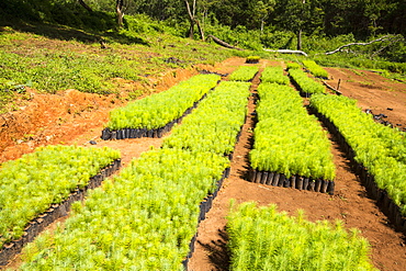 A tree nursery on the Zomba Plateau, Malawi, Africa.