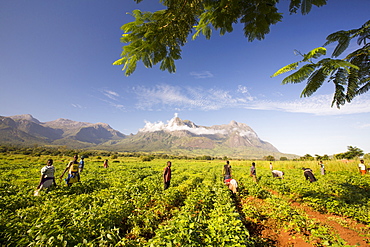 Malawian workers toil in a crop of soay below Mount Mulanje. In this poorest of African countries, many agricultural workers earn less than Â£1 a day.