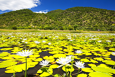 Water lillies flowering at Cape Maclear on Lake Malawi, Malawi, Africa.