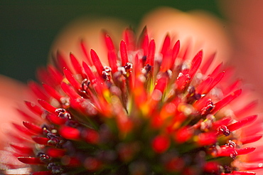 Close up of a cultivated daisy flower, England, United Kingdom, Europe