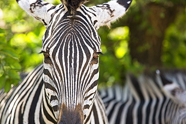 Grant's Zebras in Majete wildlife reserve in the Shire valley, Malawi, Africa.