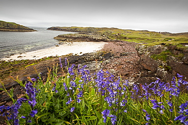 Bluebells on Rubha Coigeach in Assynt, Scotland, UK.