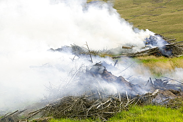 Burning brush wood from a forestry plantation near Egremont Cumbria, England, United Kingdom, Europe