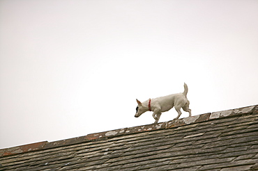 A dog on a house roof in Boscastle, Cornwall, England, United Kingdom, Europe