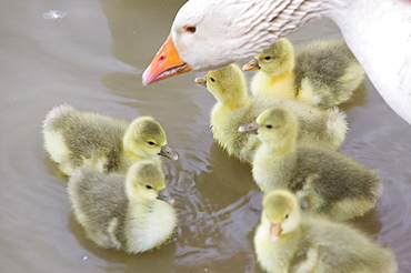 A farmyard goose and goslings, Tewkesbury, Gloucestershire, England, United Kingdom, Europe