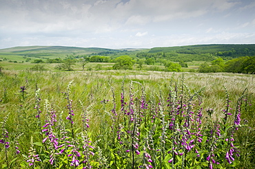 The Forest of Bowland near Stocks Reservoir, Bowland, Lancashire, England, United Kingdom, Europe