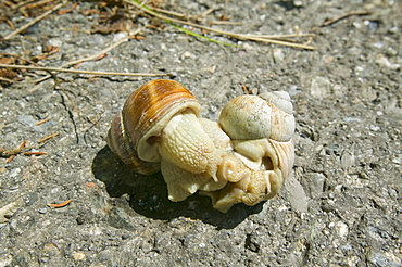 Snails mating, Europe