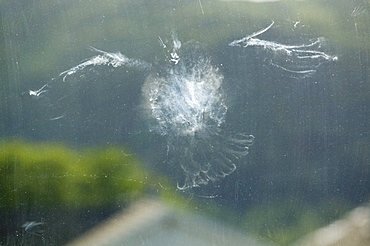 Mark left by a pigeon flying into a house window