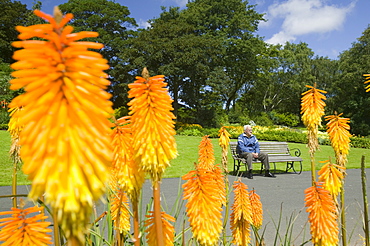 Red hot poker plants in Barrow Park, Cumbria, England, United Kingdom, Europe